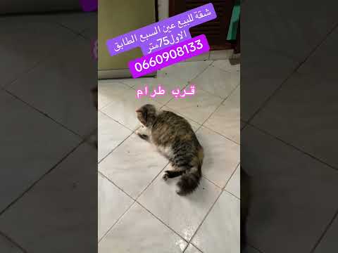 Property video thumbnail - Xqu2g2H1FXM