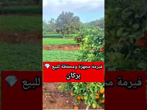 Ferme in Berkane - 3 bedrooms - 5m² - 4.000.000 DH